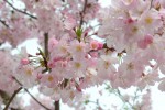 20160411サクラ‛オモイガワザクラ’	桜‛思川桜’	Cerasus×subhirtella‘Omoigawazakura’	4月